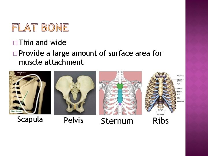 � Thin and wide � Provide a large amount of surface area for muscle