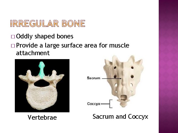 � Oddly shaped bones � Provide a large surface area for muscle attachment Vertebrae