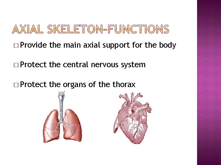 � Provide the main axial support for the body � Protect the central nervous