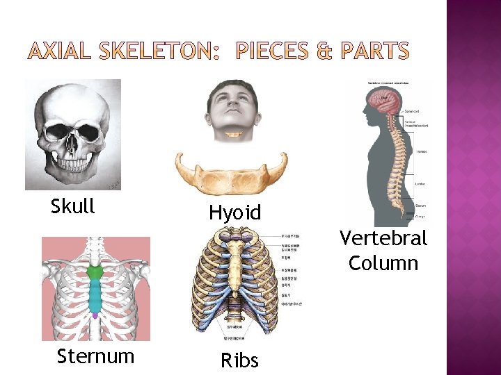 Skull Hyoid Vertebral Column Sternum Ribs 