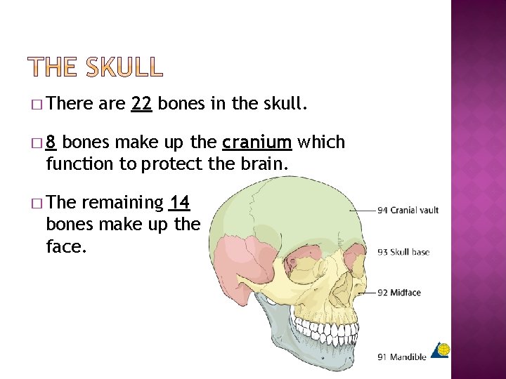� There are 22 bones in the skull. � 8 bones make up the