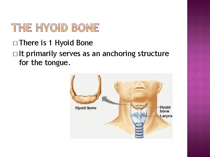 � There is 1 Hyoid Bone � It primarily serves as an anchoring structure