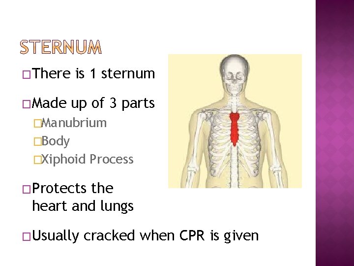 �There is 1 sternum �Made up of 3 parts �Manubrium �Body �Xiphoid Process �Protects