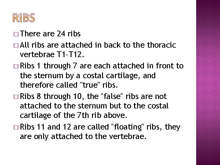 � There are 24 ribs � All ribs are attached in back to the