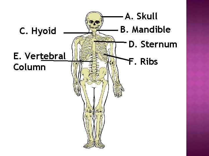 C. Hyoid A. Skull B. Mandible D. Sternum E. Vertebral Column F. Ribs 
