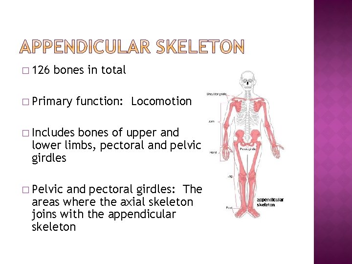 � 126 bones in total � Primary function: Locomotion � Includes bones of upper