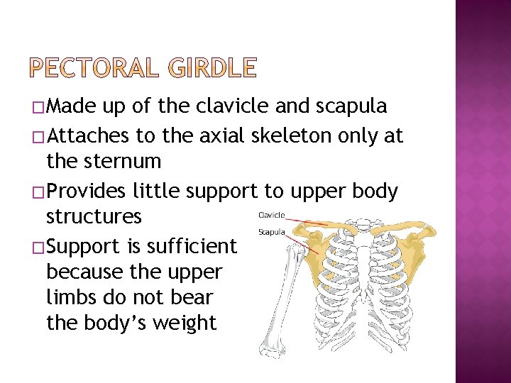 �Made up of the clavicle and scapula �Attaches to the axial skeleton only at