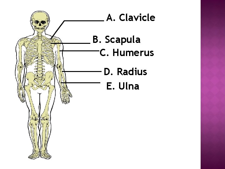 A. Clavicle B. Scapula C. Humerus D. Radius E. Ulna 