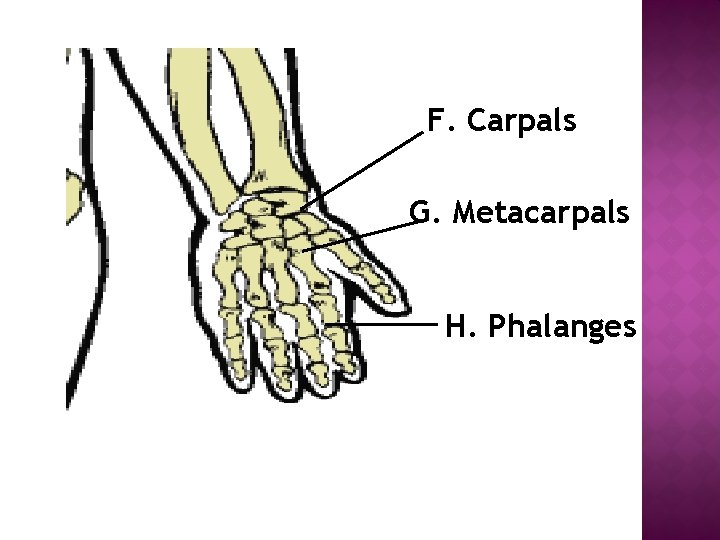 F. Carpals G. Metacarpals H. Phalanges 
