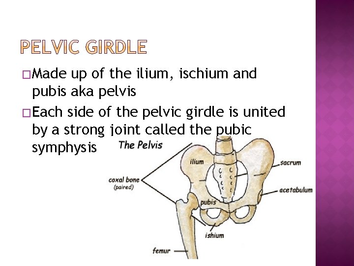�Made up of the ilium, ischium and pubis aka pelvis �Each side of the
