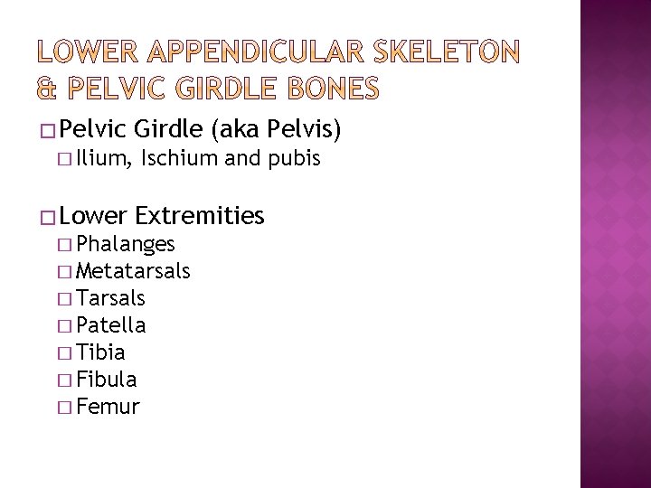 � Pelvic Girdle (aka Pelvis) � Ilium, � Lower Ischium and pubis Extremities �