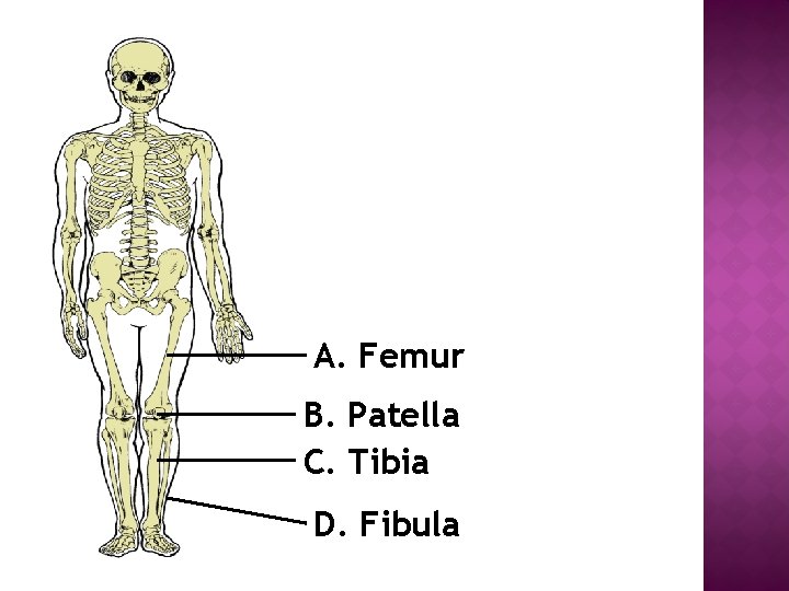 A. Femur B. Patella C. Tibia D. Fibula 
