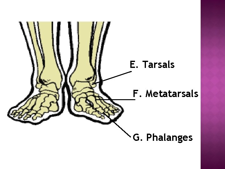 E. Tarsals F. Metatarsals G. Phalanges 