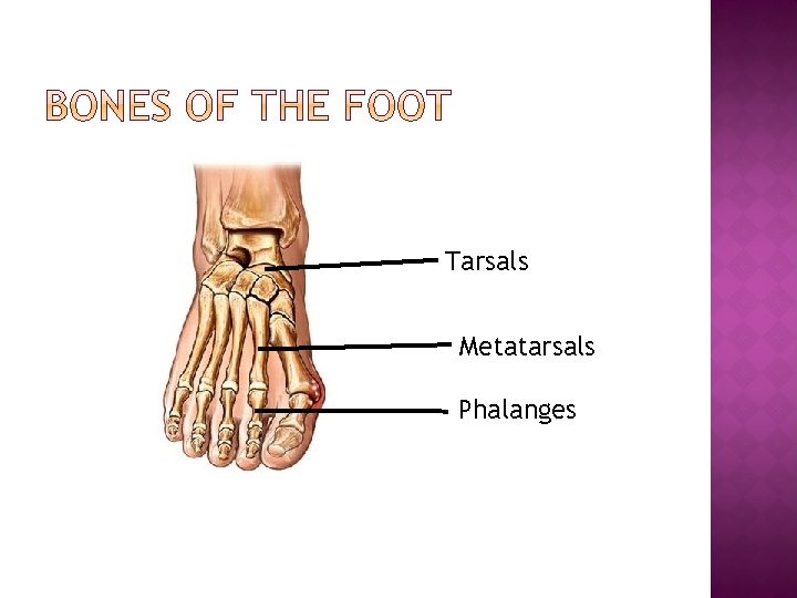 Tarsals Metatarsals Phalanges 