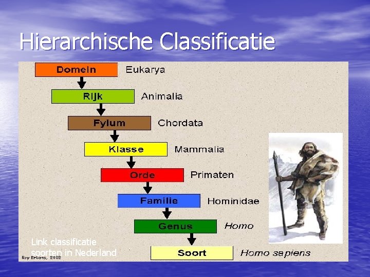 Hierarchische Classificatie Link classificatie soorten in Nederland 