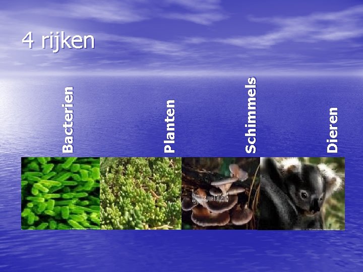 Dieren Schimmels Planten Bacterien 4 rijken 