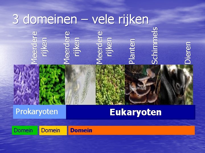 Domein Prokaryoten Domein Eukaryoten Dieren Schimmels Planten Meerdere rijken 3 domeinen – vele rijken