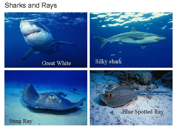 Sharks and Rays Great White Silky shark Blue Spotted Ray Sting Ray 