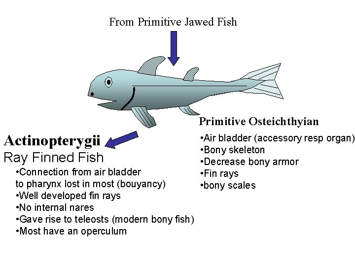 From Primitive Jawed Fish Primitive Osteichthyian Actinopterygii Ray Finned Fish • Connection from air