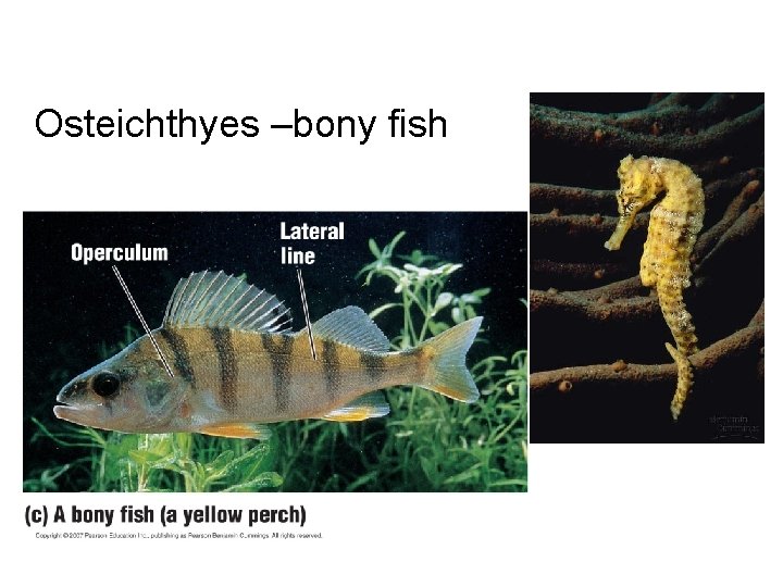Osteichthyes –bony fish 