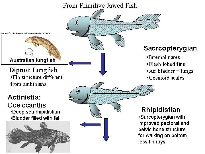 From Primitive Jawed Fish Sacrcopterygian Dipnoi: Lungfish • Fin structure different from amhibians Actinistia: