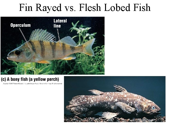 Fin Rayed vs. Flesh Lobed Fish 