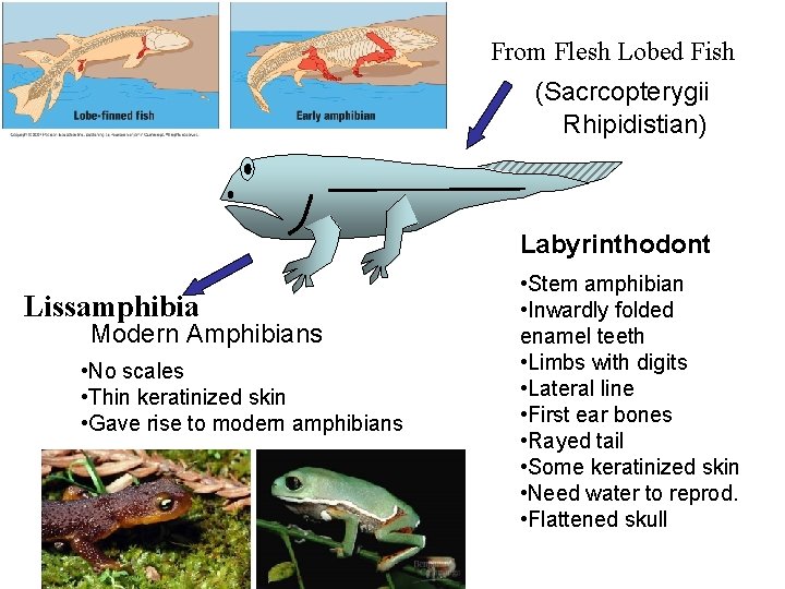 From Flesh Lobed Fish (Sacrcopterygii Rhipidistian) Labyrinthodont Lissamphibia Modern Amphibians • No scales •