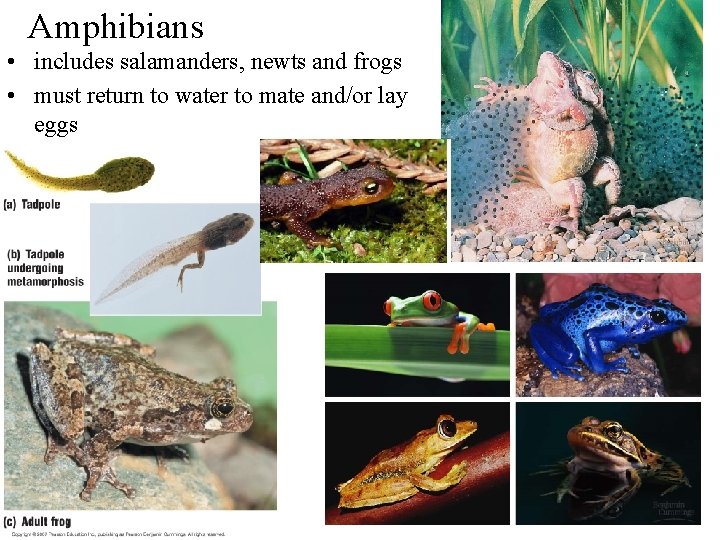 Amphibians • includes salamanders, newts and frogs • must return to water to mate