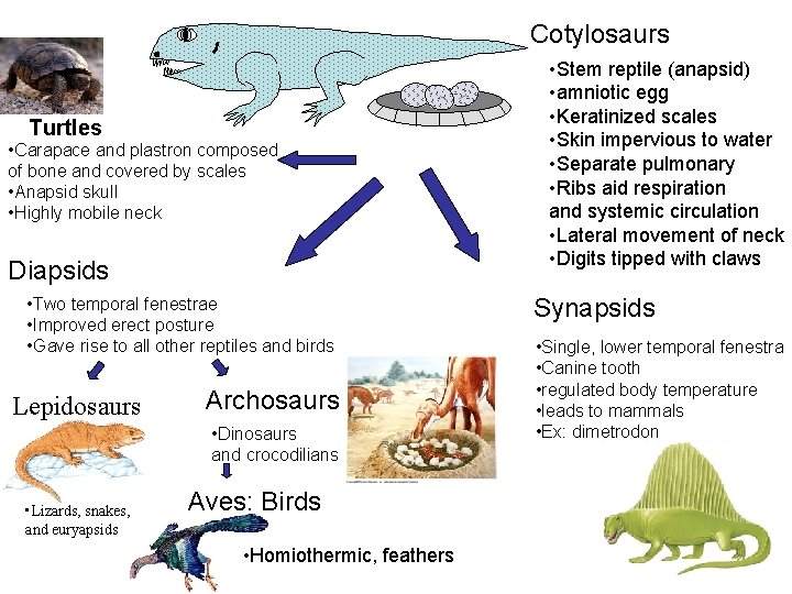 Cotylosaurs Turtles • Carapace and plastron composed of bone and covered by scales •