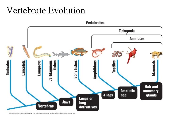 Vertebrate Evolution 