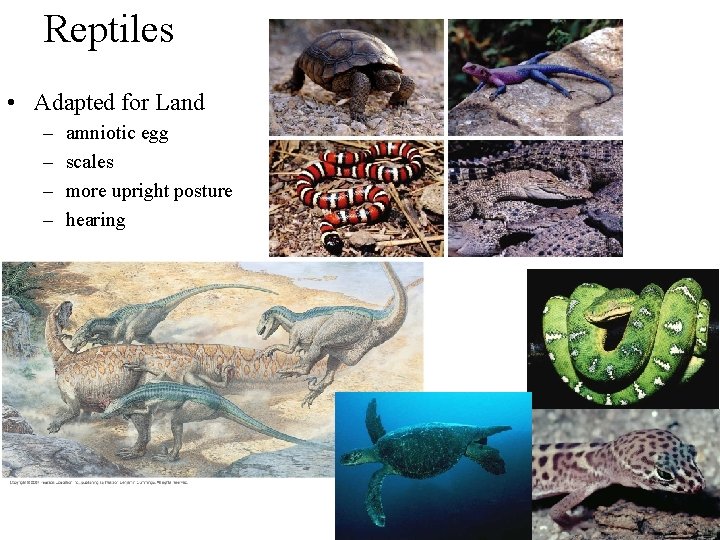 Reptiles • Adapted for Land – – amniotic egg scales more upright posture hearing