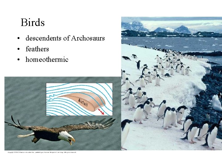 Birds • descendents of Archosaurs • feathers • homeothermic 