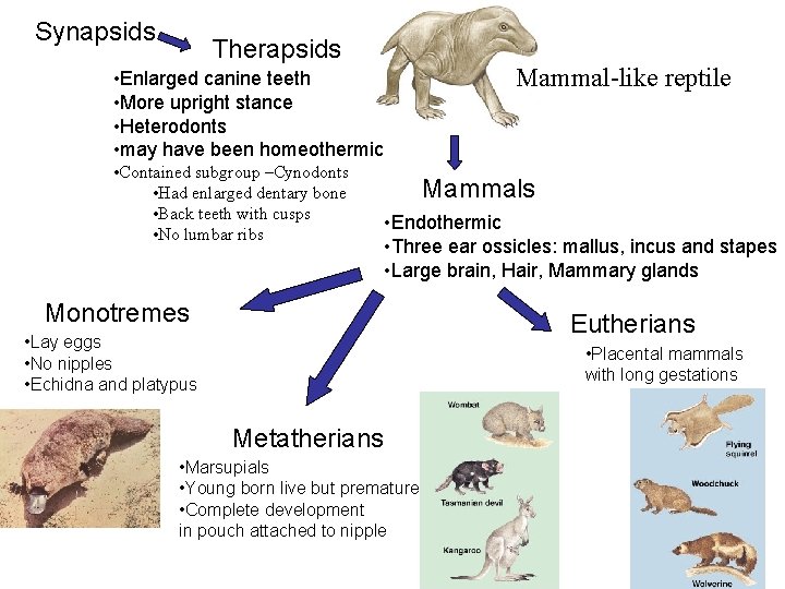 Synapsids Therapsids Mammal-like reptile • Enlarged canine teeth • More upright stance • Heterodonts