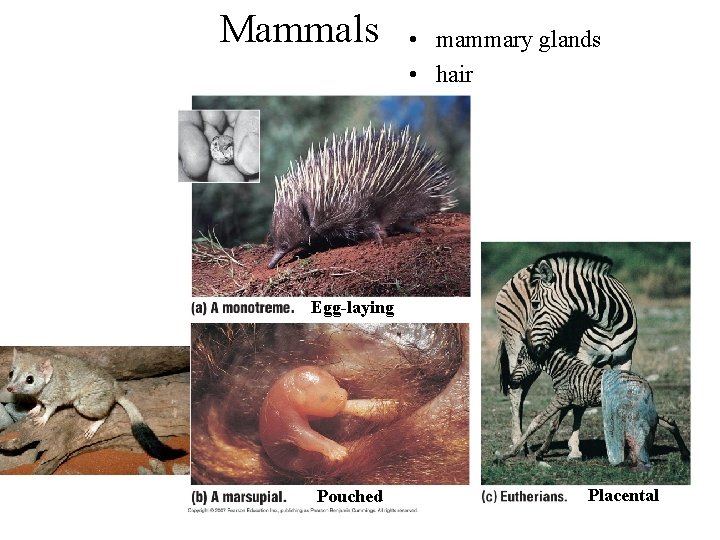 Mammals • mammary glands • hair Egg-laying Pouched Placental 