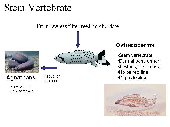 Stem Vertebrate From jawless filter feeding chordate Ostracoderms Agnathans • Jawless fish • cyclostomes