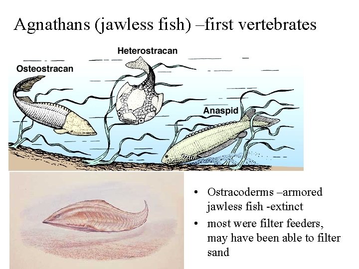 Agnathans (jawless fish) –first vertebrates • Ostracoderms –armored jawless fish -extinct • most were
