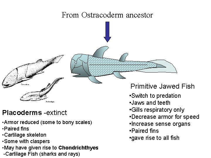 From Ostracoderm ancestor Primitive Jawed Fish Placoderms -extinct • Armor reduced (some to bony
