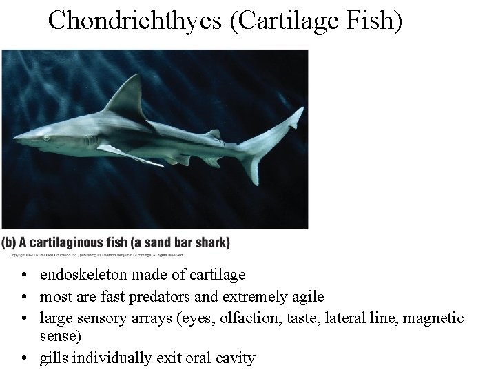 Chondrichthyes (Cartilage Fish) • endoskeleton made of cartilage • most are fast predators and