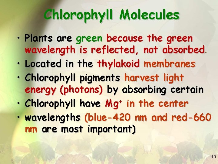 Chlorophyll Molecules • Plants are green because the green wavelength is reflected, not absorbed