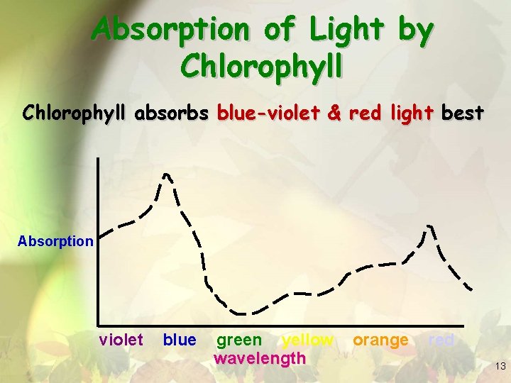 Absorption of Light by Chlorophyll absorbs blue-violet & red light best Absorption violet blue