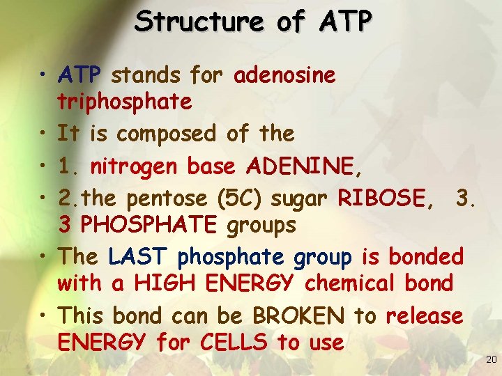 Structure of ATP • ATP stands for adenosine triphosphate • It is composed of