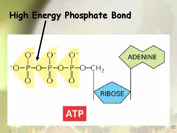 High Energy Phosphate Bond 22 