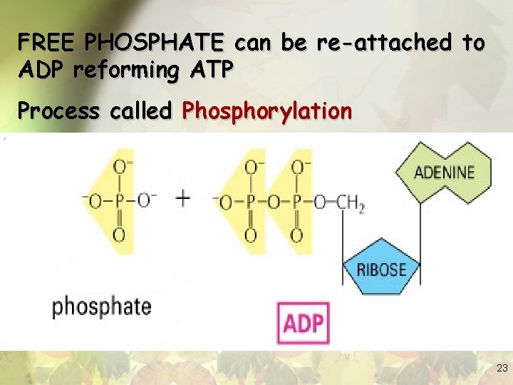 FREE PHOSPHATE can be re-attached to ADP reforming ATP Process called Phosphorylation 23 