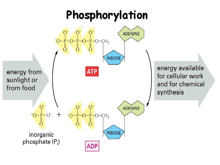 Phosphorylation 24 
