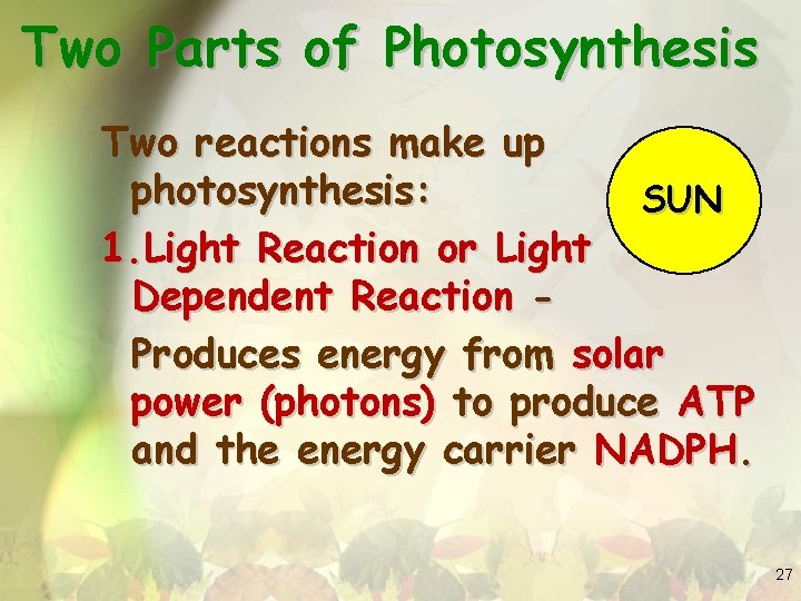 Two Parts of Photosynthesis Two reactions make up photosynthesis: SUN 1. Light Reaction or