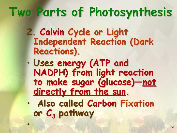 Two Parts of Photosynthesis 2. Calvin Cycle or Light Independent Reaction (Dark Reactions). •
