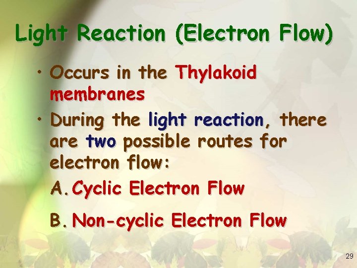 Light Reaction (Electron Flow) • Occurs in the Thylakoid membranes • During the light