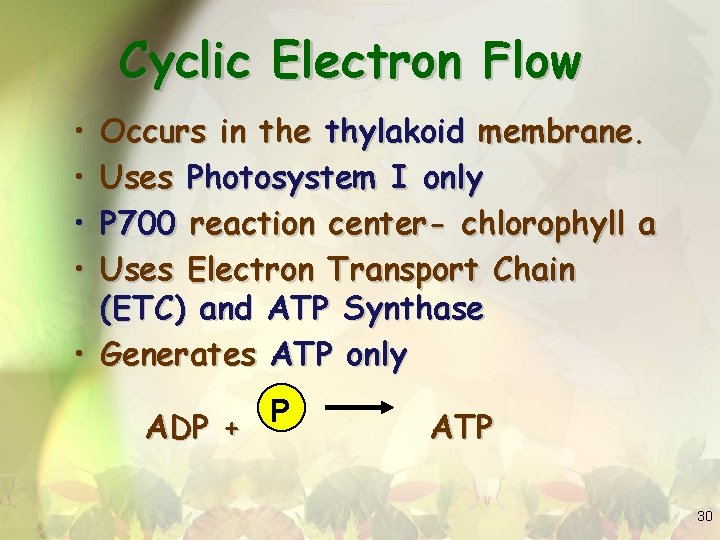 Cyclic Electron Flow • • Occurs in the thylakoid membrane. Uses Photosystem I only