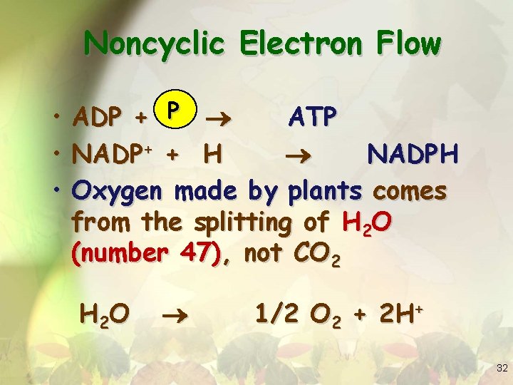 Noncyclic Electron Flow • • • ADP + P ATP NADP+ + H NADPH
