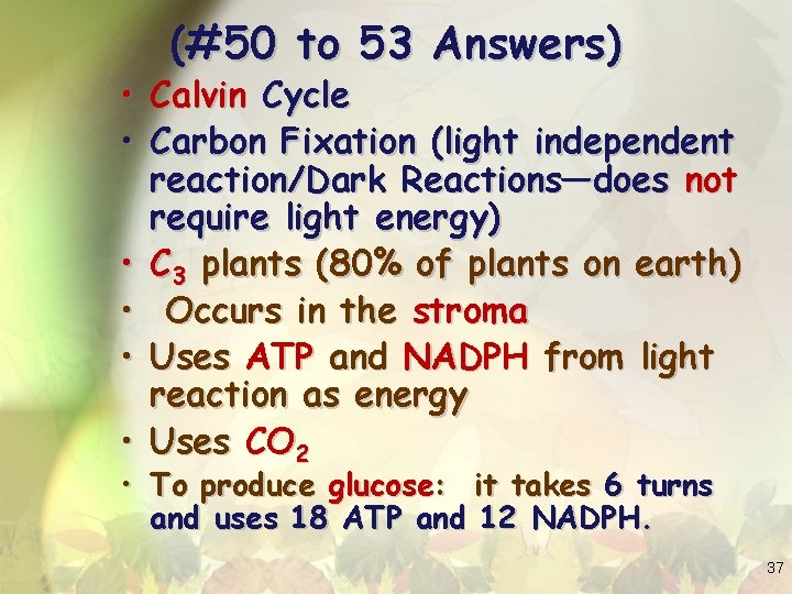 (#50 to 53 Answers) • Calvin Cycle • Carbon Fixation (light independent reaction/Dark Reactions—does